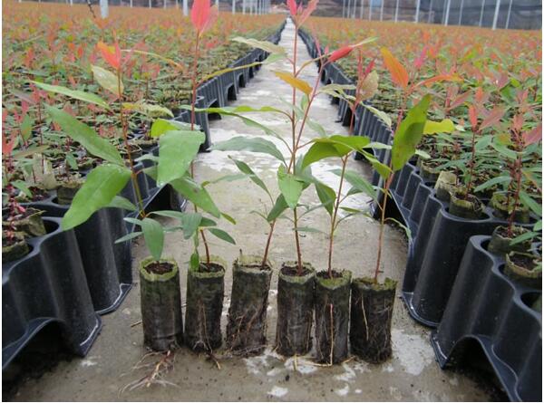 非織造布育苗布