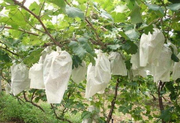 育果袋無紡布